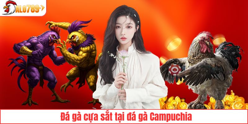 Các trận đá gà cửa sắt hot tại ALO789