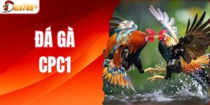 Đá gà CPC1