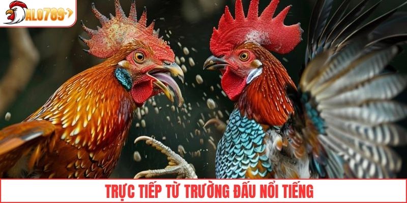 Đá gà CPC1 được trực tiếp từ trường đấu nổi tiếng