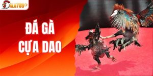 đá gà cựa dao