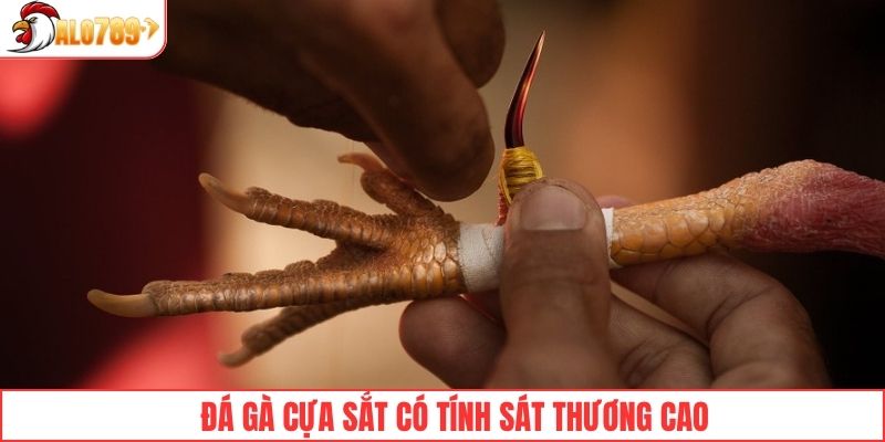 Đá gà cựa sắt có tính sát thương cao nhờ vũ khí