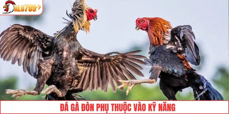 Đá gà đòn phụ thuộc vào kỹ năng của chiến kê