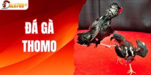 đá gà Thomo