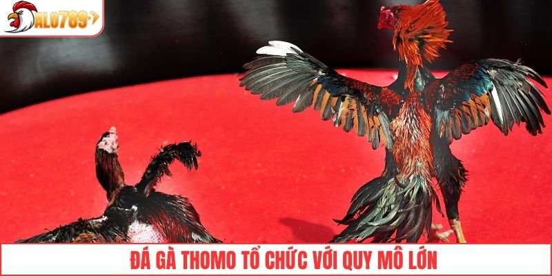 Đá gà Thomo được tổ chức với quy mô lớn