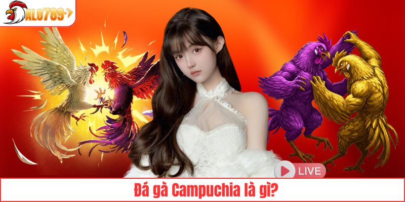 Giới thiệu sơ qua đá gà Campuchia