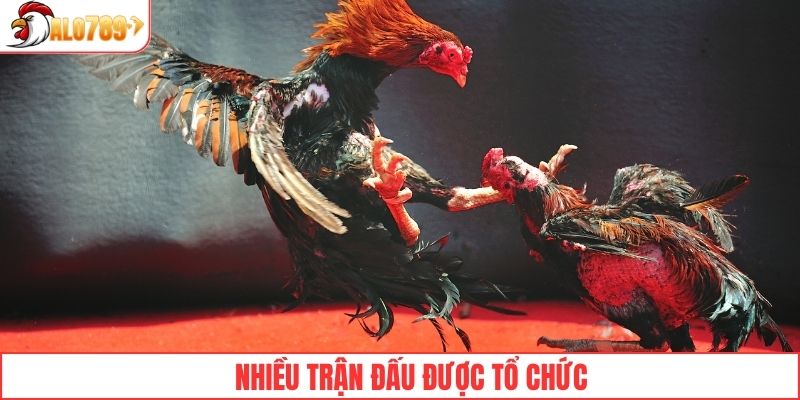 Mỗi ngày có rất nhiều trận đấu được tổ chức