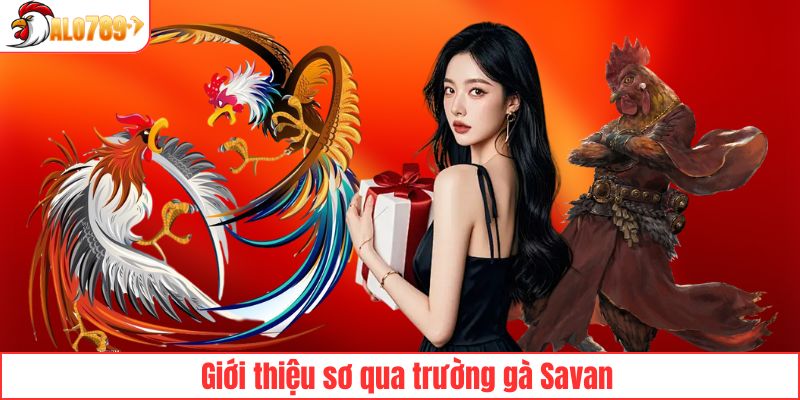 Trường gà Savan là gì?